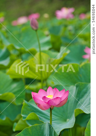 Oga蓮花兩千年蓮花 Oga蓮花兩千年蓮花 54698844