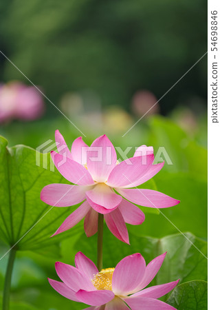 Oga蓮花兩千年蓮花 Oga蓮花兩千年蓮花 54698846