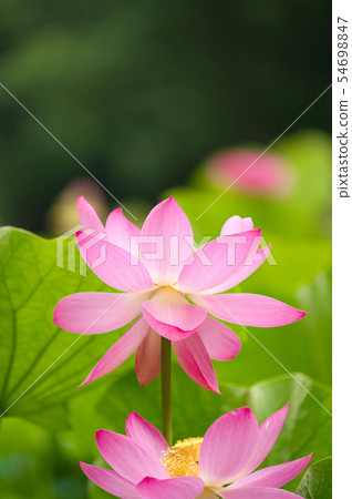 Oga lotus two thousand years lotus Oga lotus two thousand years lotus 54698847