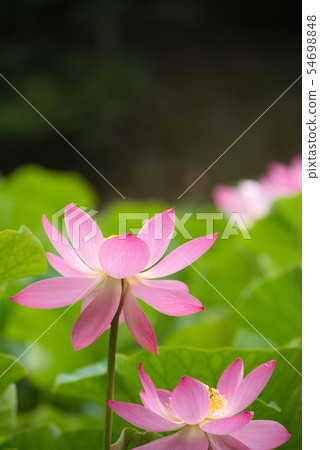Oga lotus two thousand years lotus Oga lotus two thousand years lotus 54698848