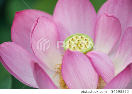 Oga lotus two thousand years lotus 54698853