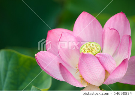 Oga蓮花兩千年蓮花 54698854