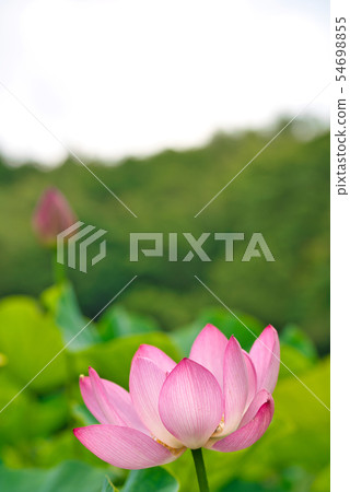 Oga蓮花兩千年蓮花 54698855