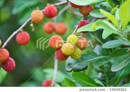 Yamamomo梅花 Yamamomo梅花 54698862