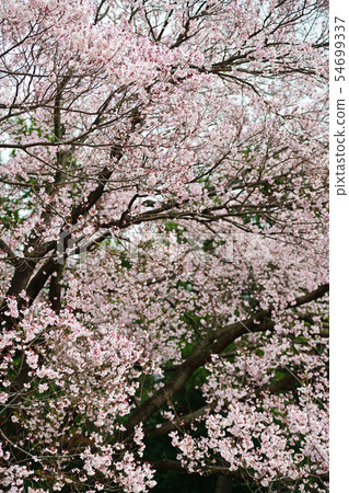 Town view Tokyo Marunouchi 54699337