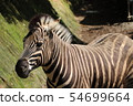 zebra  54699664