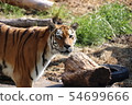 Amur Tora 54699666