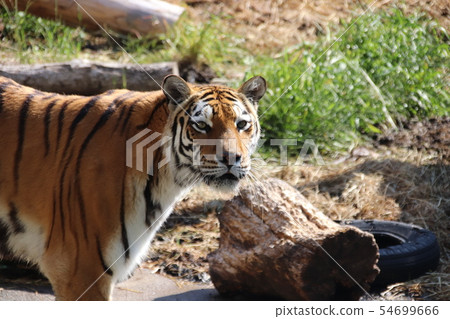 Amur Tora Amur Tora 54699666