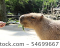 Capybara eating salmon 54699667