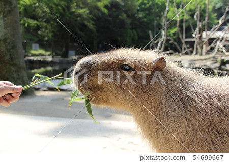 Capybara eating salmon Capybara eating salmon 54699667
