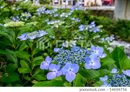 Gaku hydrangea Gaku hydrangea 54699756