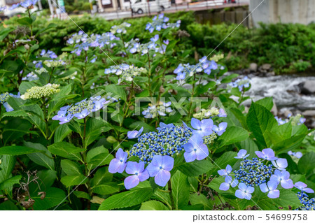 Gaku hydrangea Gaku hydrangea 54699758