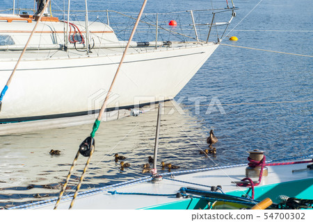 duck with ducklings among the ships in the marina duck with ducklings among the ships in the marina 54700302
