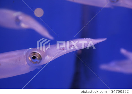 魷魚姜 54700332