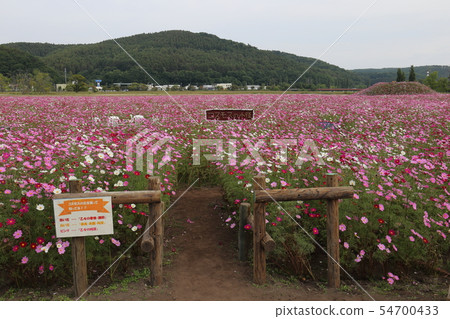 Hokkaido Abashiri Omagari Lake Gion ground Cosmos field 54700433