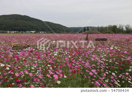 Hokkaido Abashiri Omagari Lake Gion ground Cosmos field 54700434