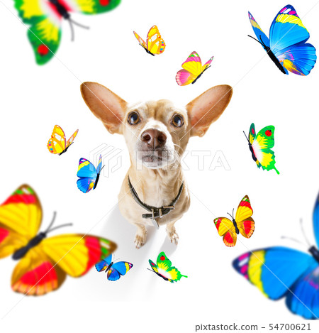 butterflies and a dog in love butterflies and a dog in love 54700621