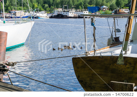 duck with ducklings among the ships in the marina duck with ducklings among the ships in the marina 54700622