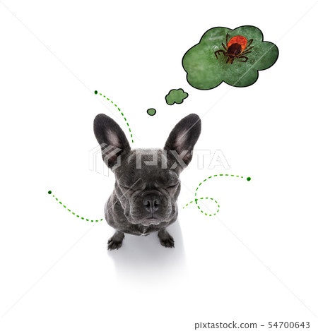 dog  with fleas, ticks or insects 54700643