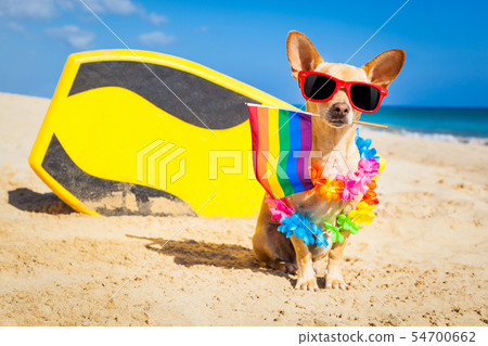 surfer dog  at the beach 54700662
