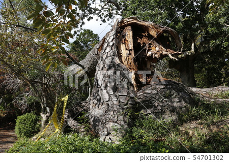 Typhoon damage Tree collapse 54701302