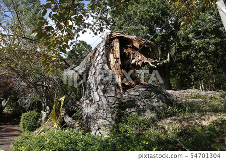 Typhoon damage Tree collapse 54701304