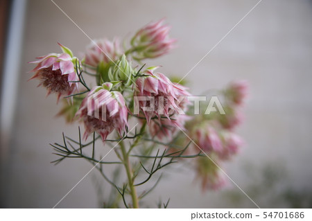 Pink flowers Pink flowers 54701686