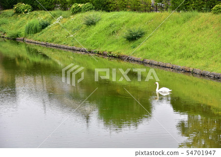Moat and swan Moat and swan 54701947