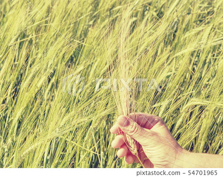 Green spikelets of barley in a mans hand, 54701965