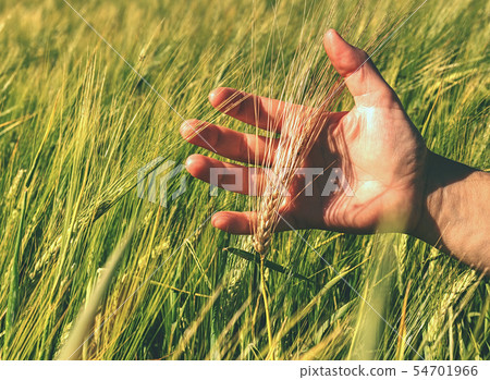 cultivation of cereals on a farm Agriculture 54701966