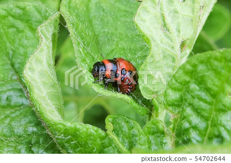 Closeup of a Colorado Beetle larvae in a potato 54702644