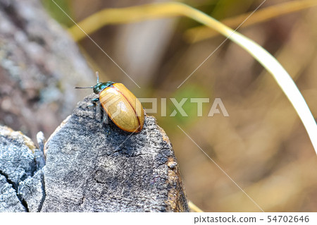 Closeup of an Aspen Leaf Beetle walking on a tree Closeup of an Aspen Leaf Beetle walking on a tree 54702646