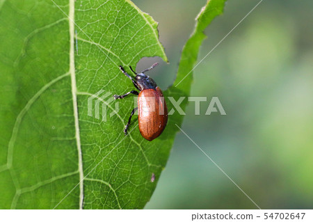 Closeup of an Aspen Leaf Beetle eating Closeup of an Aspen Leaf Beetle eating 54702647