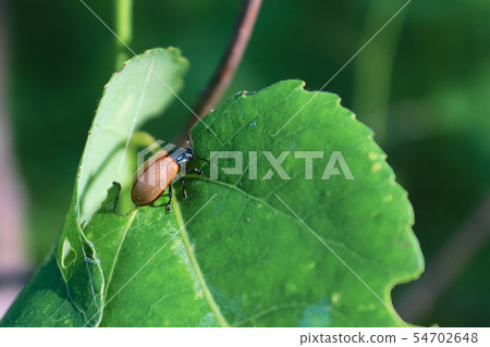 Closeup of an Aspen Leaf Beetle on a leaf Closeup of an Aspen Leaf Beetle on a leaf 54702648
