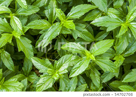 Green leaf background Green leaf background 54702708