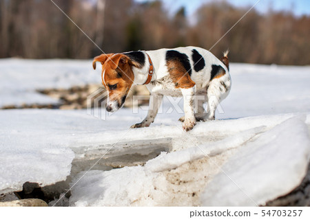 Small Jack Russell curious, exploring melting ice on thawing river in spring, her feet dirty from Small Jack Russell curious, exploring melting ice on thawing river in spring, her feet dirty from 54703257