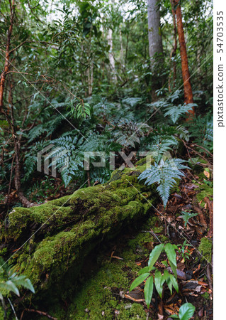 Mosses cover the decomposed tree trunk in 54703535