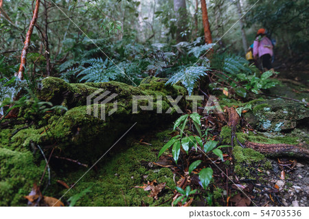 Nature trail with mosses cover the decomposed tree Nature trail with mosses cover the decomposed tree 54703536