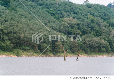 Forest and water landscape at Hala-Bala Wildlife Forest and water landscape at Hala-Bala Wildlife 54703540