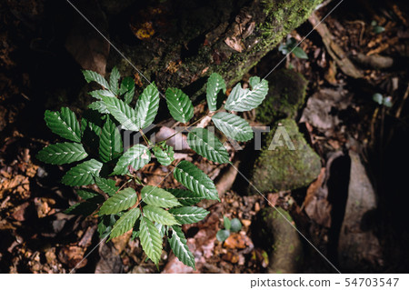 Little tree grow on the ground in the forest. 54703547
