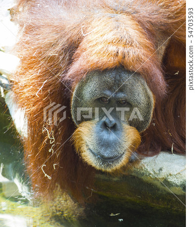 Portrait of male Sumatran orangutan, Pongo abelii sad looking, frot view. Sumatran orangutan is 54703593