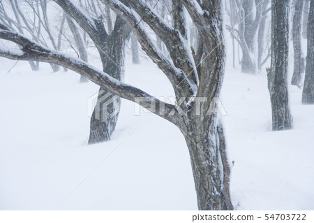 雪堆的樹枝 雪堆的樹枝 54703722
