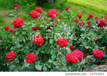 玫瑰(赫爾穆特·科爾玫瑰)佐基木久河玫瑰公園 玫瑰(赫爾穆特·科爾玫瑰)佐基木久河玫瑰公園 54703853