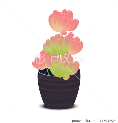 Green and red Sedum Rubrotinctum or jelly bean Green and red Sedum Rubrotinctum or jelly bean 54703892