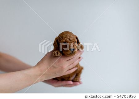 玩具貴賓犬小狗 玩具貴賓犬小狗 54703950