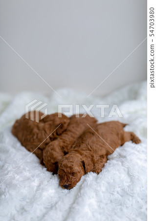 Toy poodle puppy 54703980