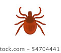 蜱 54704441