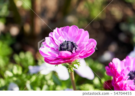 花(紫色) 花(紫色) 54704455