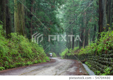 Nikko,Tochigi Nikko Suginamiki Sugi Rain(五月) Nikko,Tochigi Nikko Suginamiki Sugi Rain(五月) 54704480