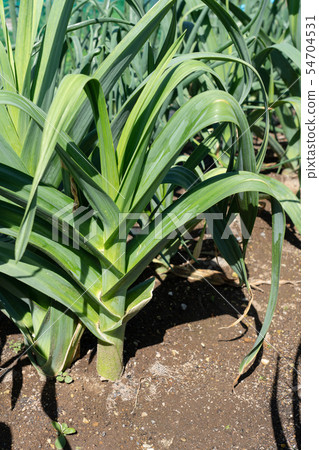 Garlic cultivation kitchen garden (May) Garlic cultivation kitchen garden (May) 54704531
